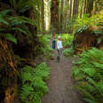 Most Beautiful Places to Visit in California: Humboldt Redwoods State Park