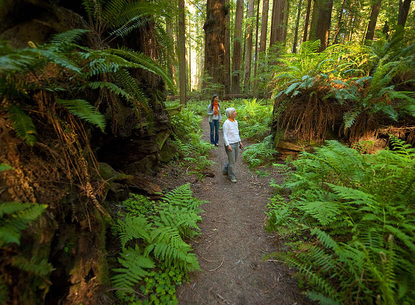 Most Beautiful Places to Visit in California: Humboldt Redwoods State Park