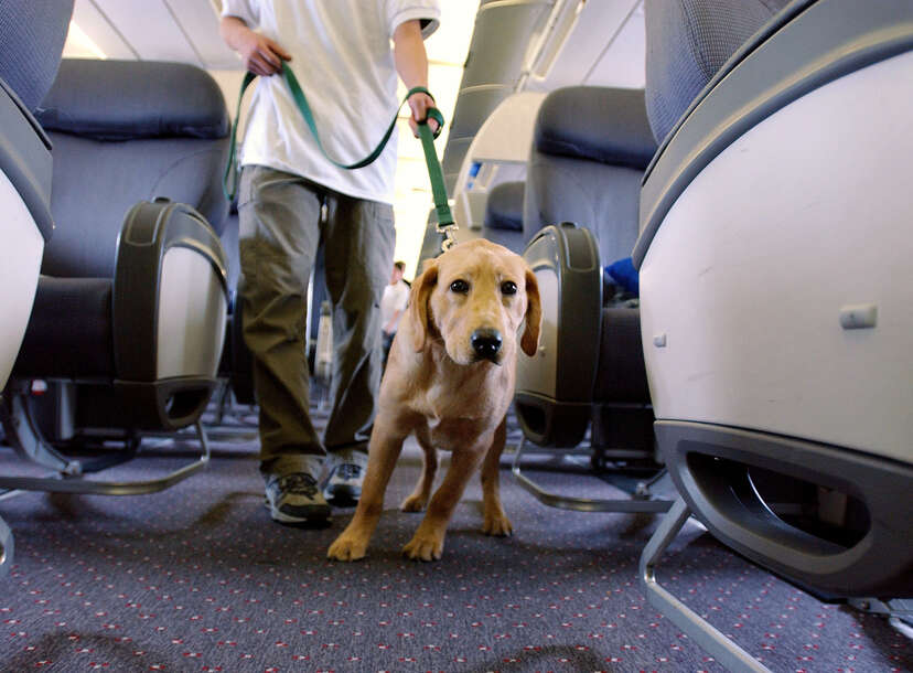 dog in the aisle of an airplane