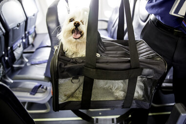Small dog sticks his head out of a pet carrier as he boards an airplane