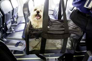 Small dog sticks his head out of a pet carrier as he boards an airplane