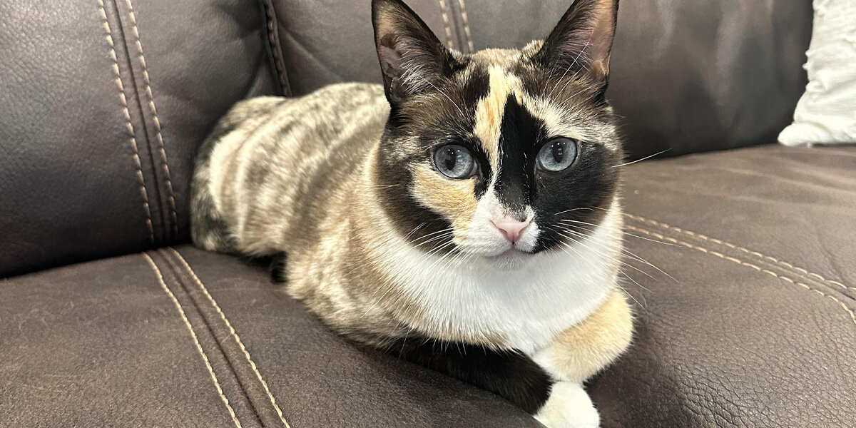 Family's Missing Cat Found Alive In An Amazon Box 650 Miles From Home ...