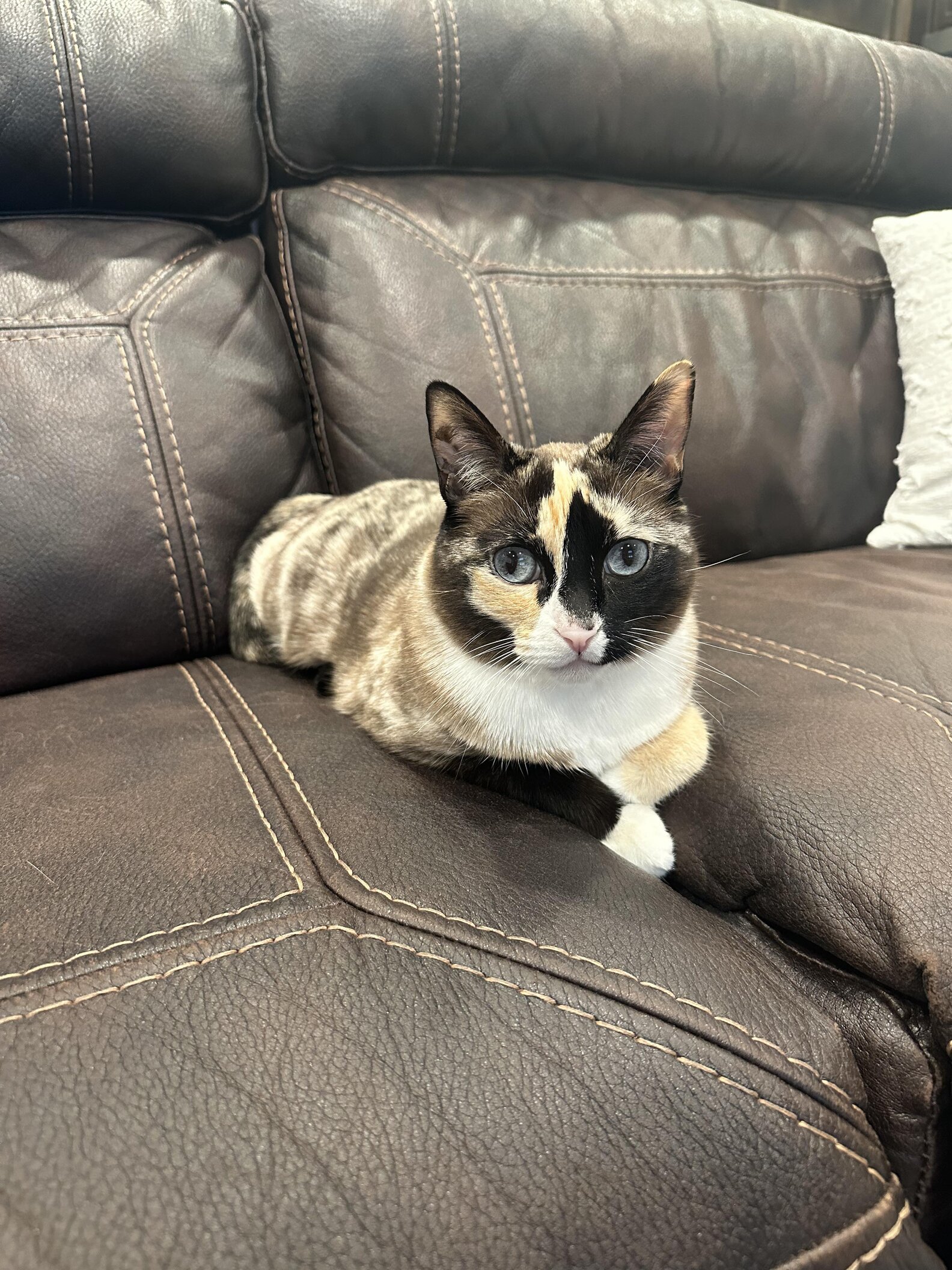 Family's Missing Cat Found Alive In An Amazon Box 650 Miles From Home ...