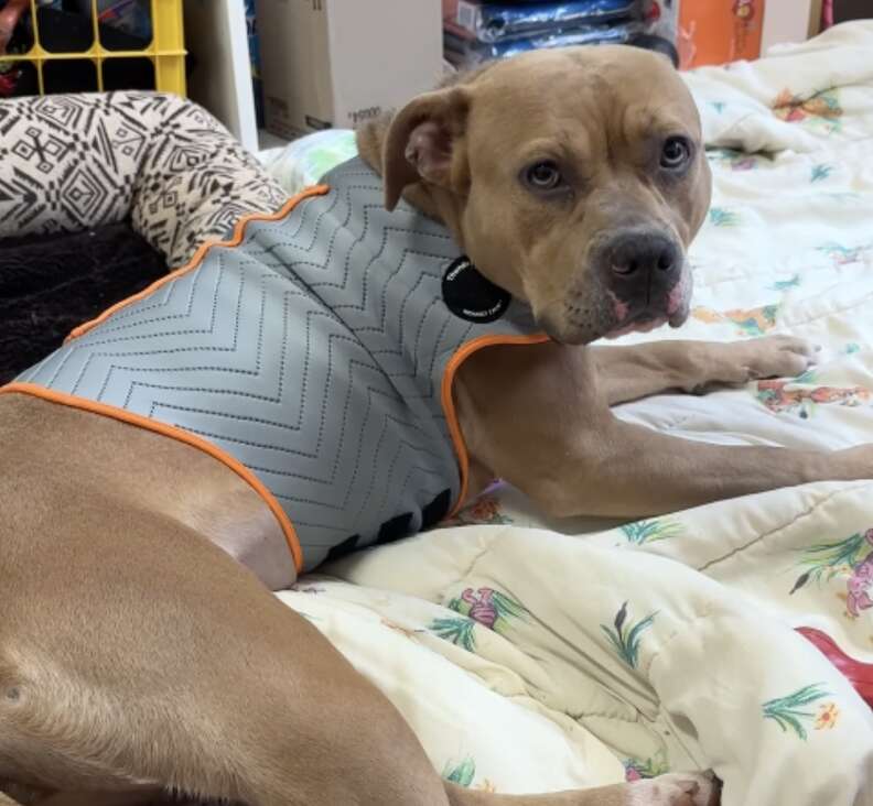 dog on blanket