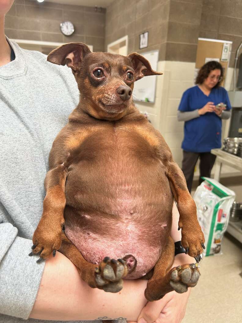 chubby dog being held