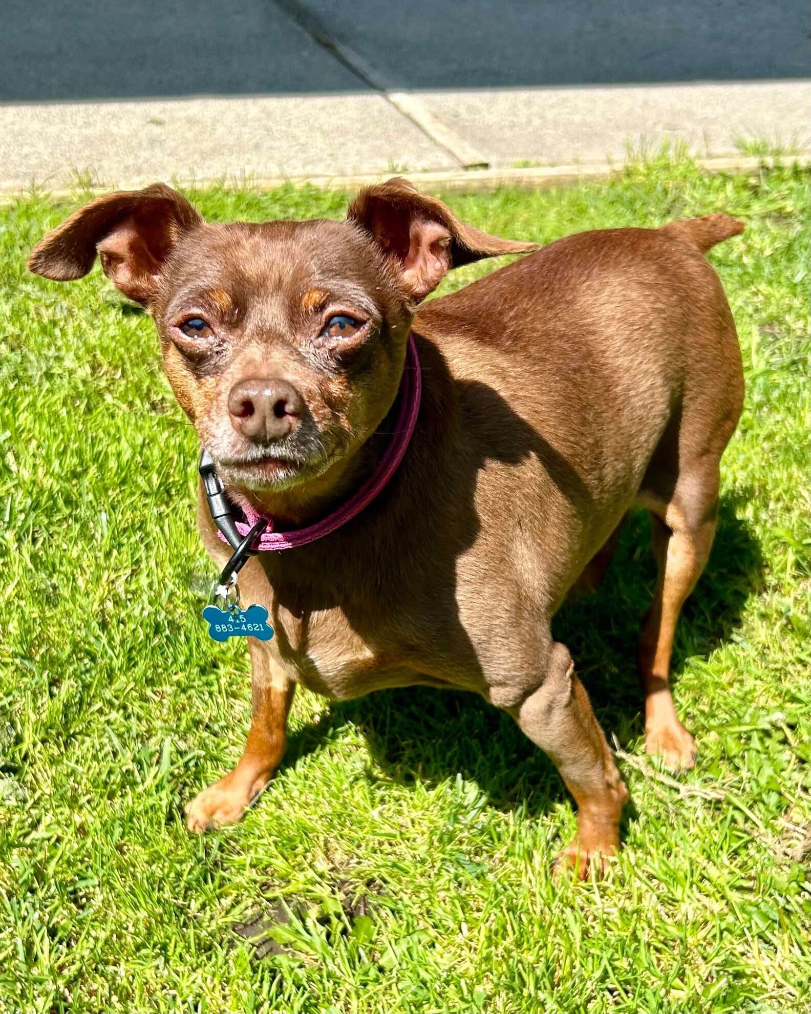 Tiny Dog Arrives At Shelter So Chubby He Can Barely Move - The Dodo