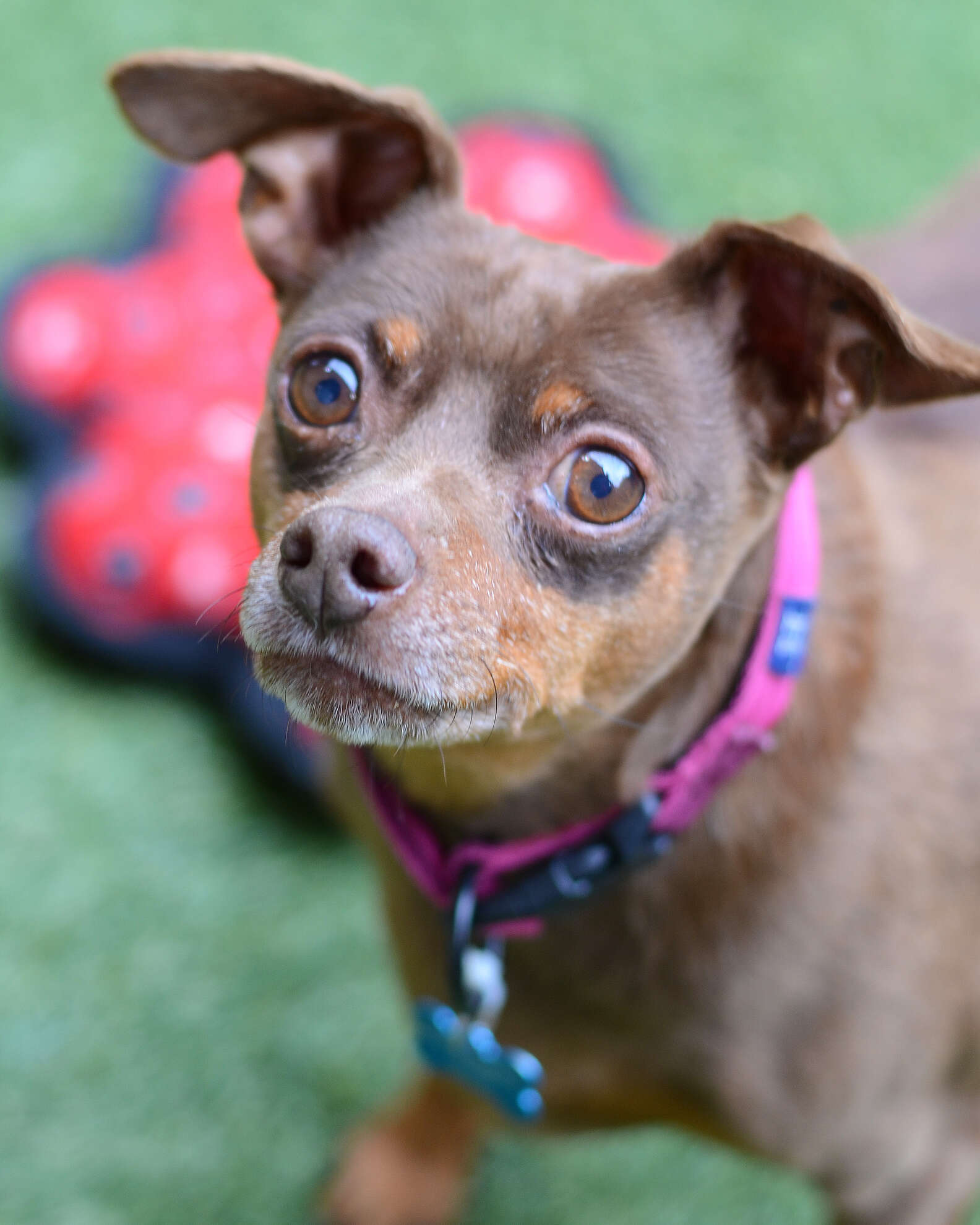 Tiny Dog Arrives At Shelter So Chubby He Can Barely Move - The Dodo