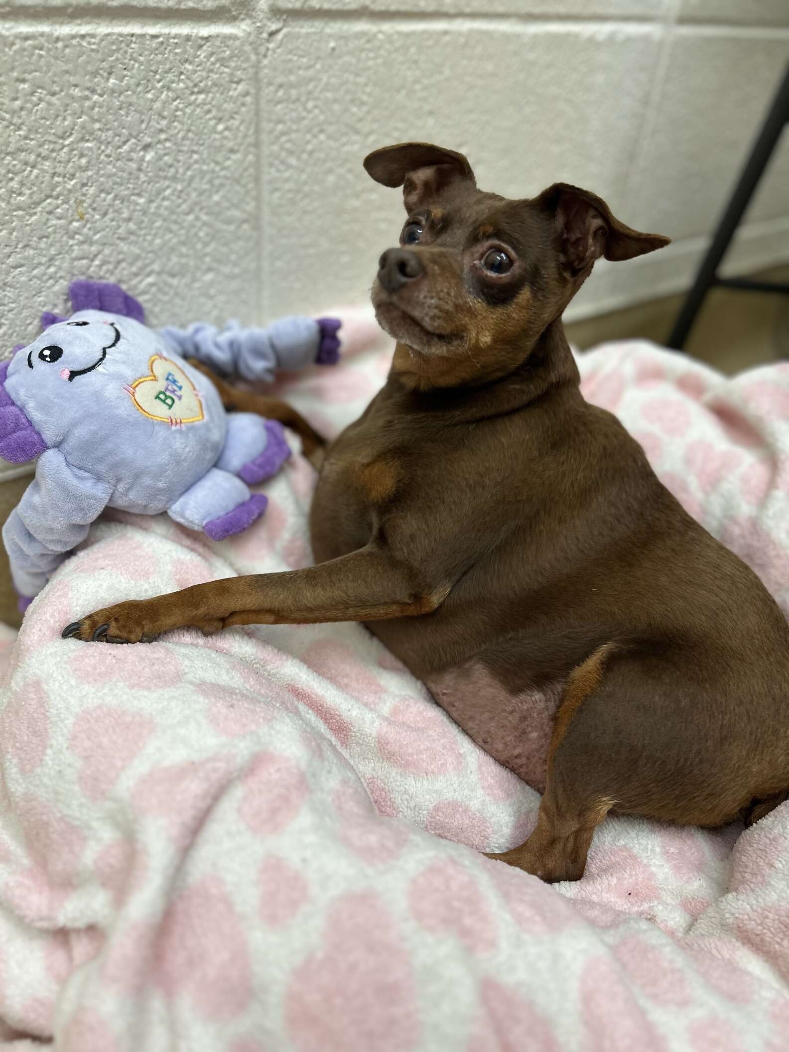 Tiny Dog Arrives At Shelter So Chubby He Can Barely Move - The Dodo