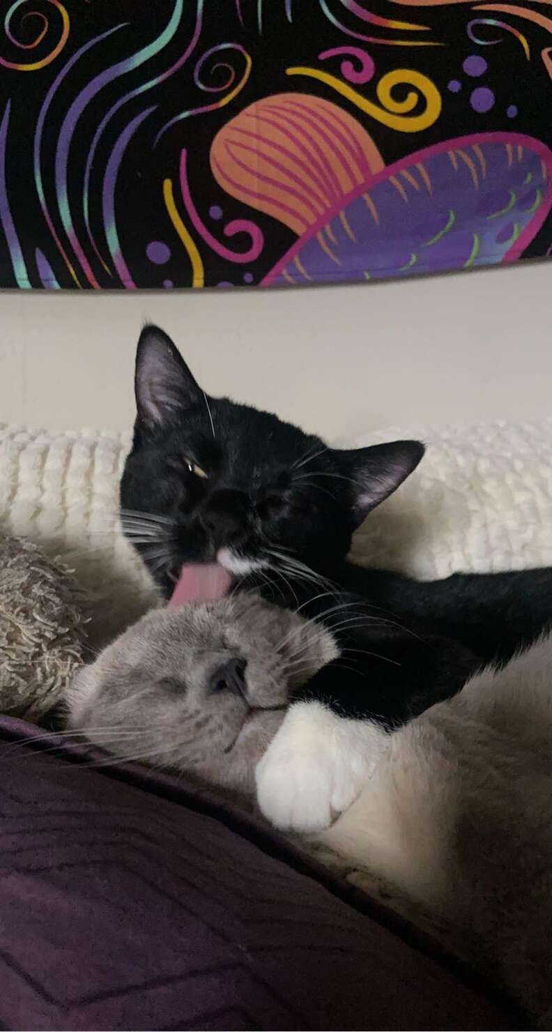 Cat Siblings Throw A Tantrum When They Find Out Mom And Dad's Big News ...