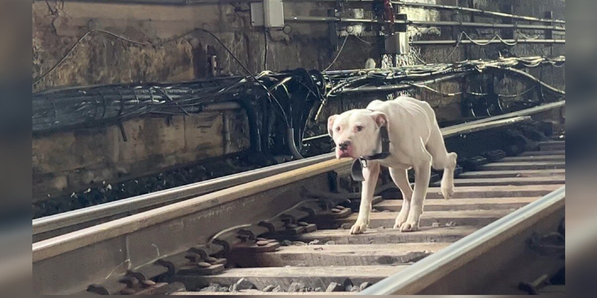 Stray Dog Runs Along Active Train Tracks, Looking For Someone To Save Him -  The Dodo