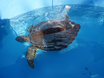 Sunny the Turtle at The Turtle Hospital in Marathon, Florida