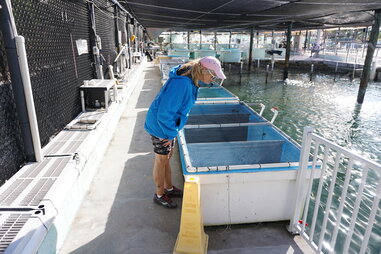 Turtle Hospital staff in Marathon, Florida