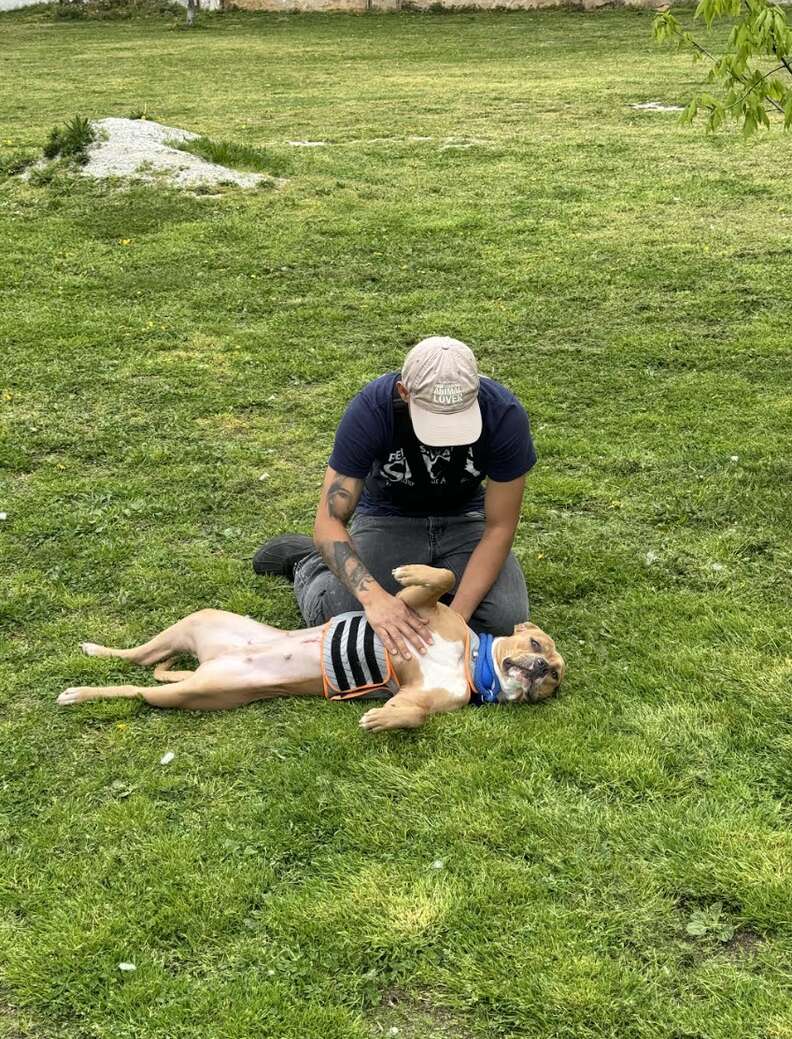 perro tirado en la hierba