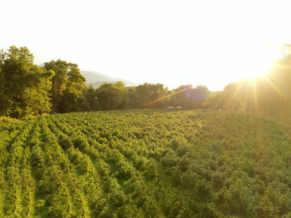 cannabis farm 