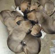 pile of puppies