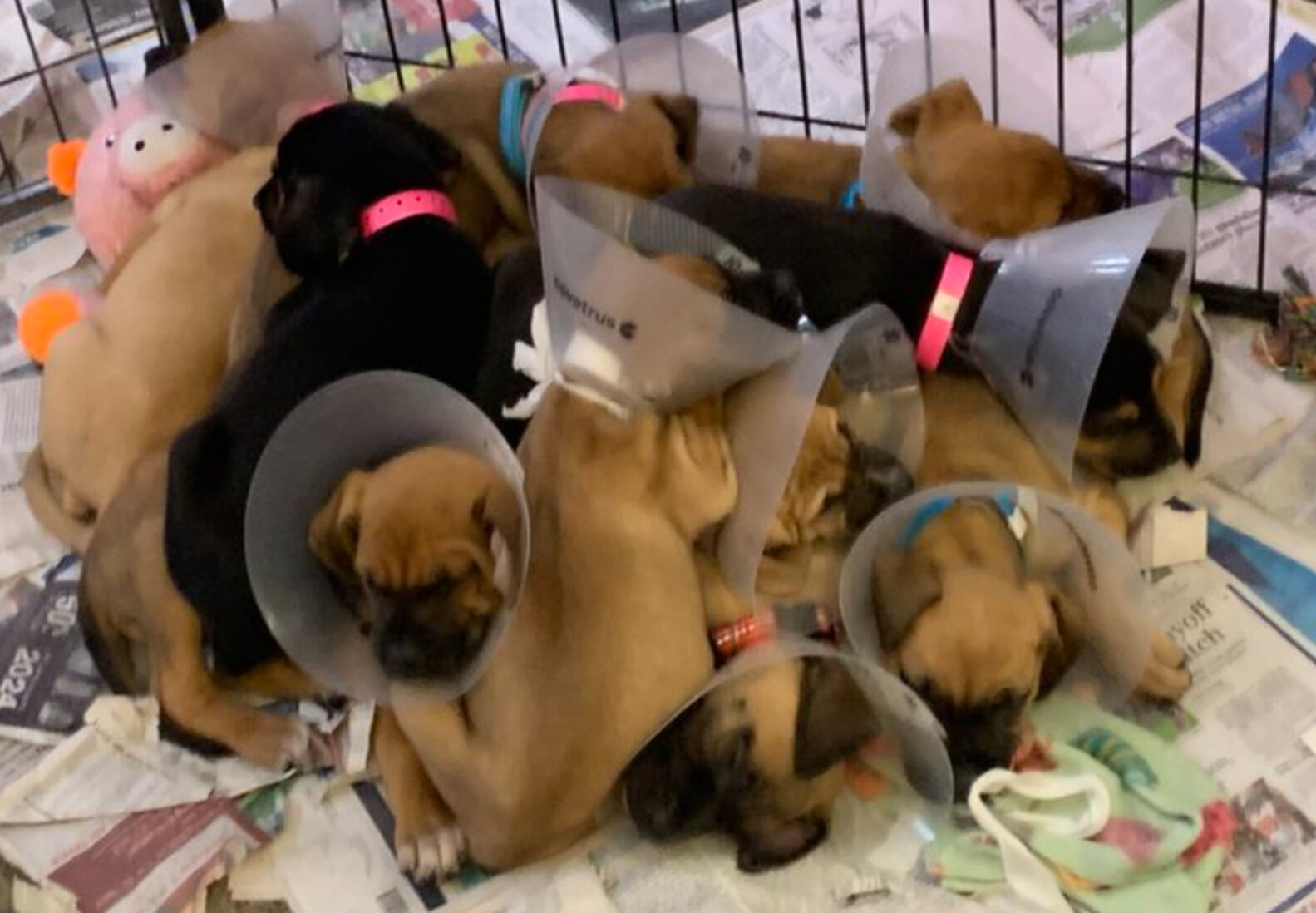 Mama Dog Abandoned For Giving Birth To Too Many Puppies - The Dodo
