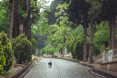 two dogs on a winding stone path inside karacaahmet cemetery in istanbul turkey lined with trees