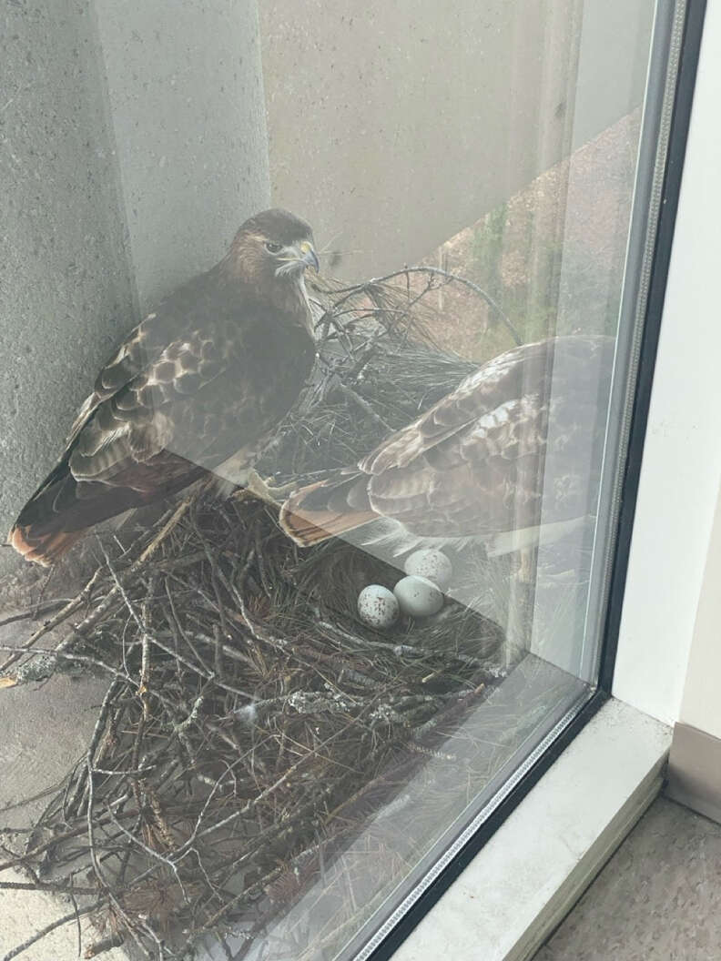 Two hawks watching over their eggs in nest