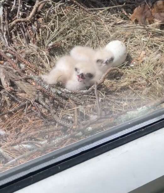 Two baby hawks in nest made of branches