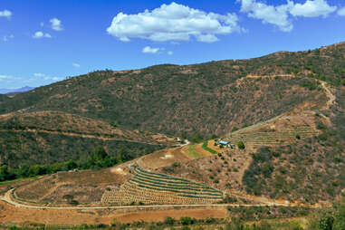 agave field from afar with house on a hill san pablo coatlán