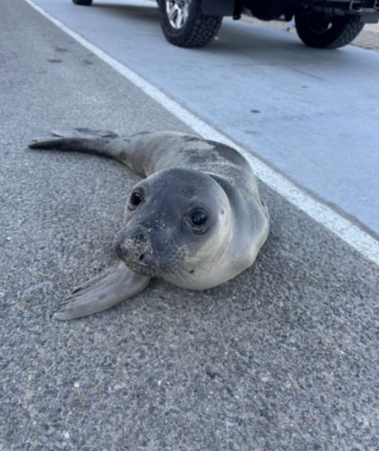 seal in the road 