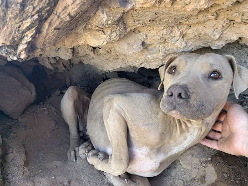 dog stuck in mountain crevice