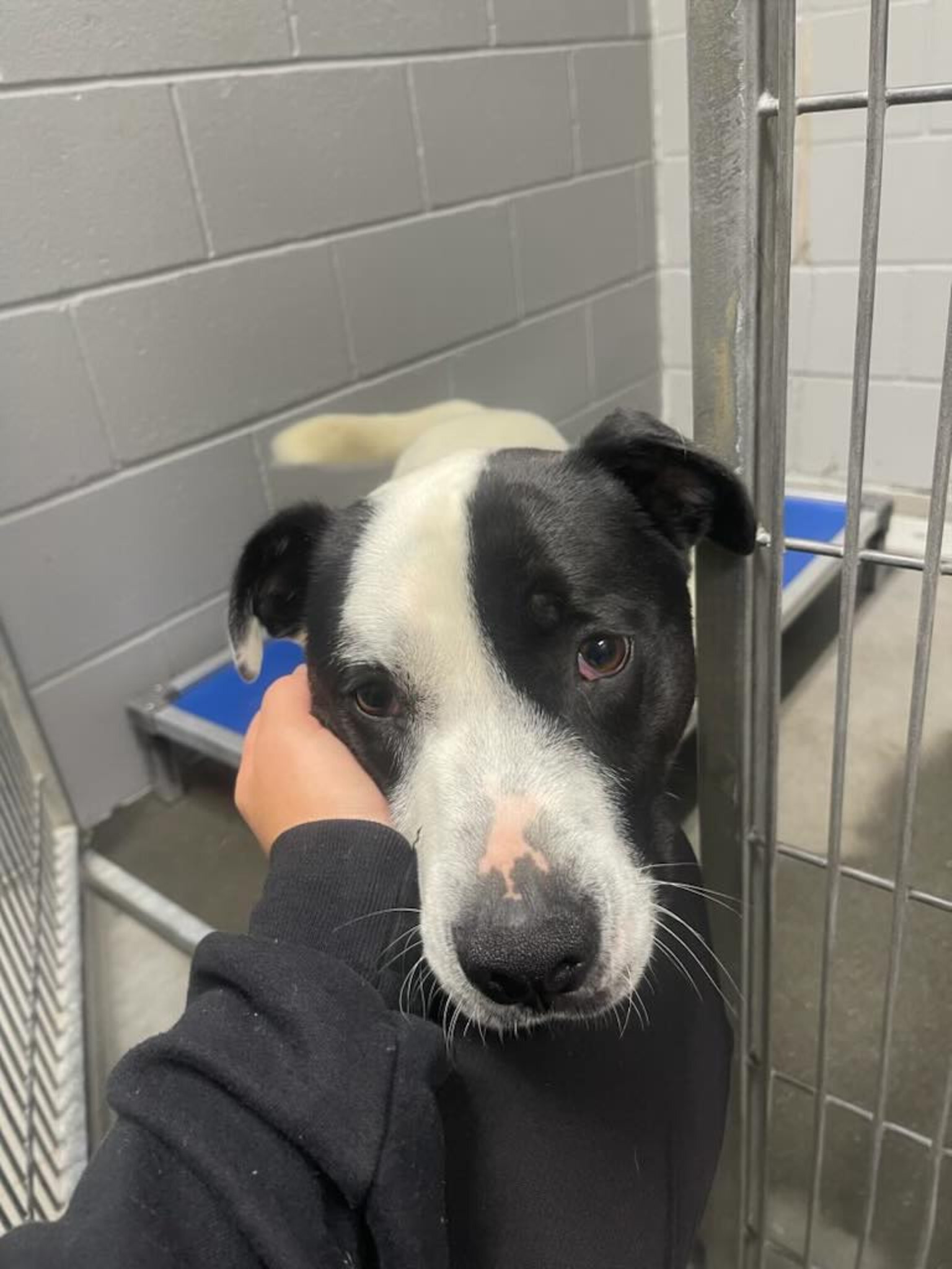 Animal Shelter Replies To Kids Who Surrendered Dog With A Heartbreaking