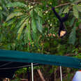 photographer shooting a hanging monkey up close in central america