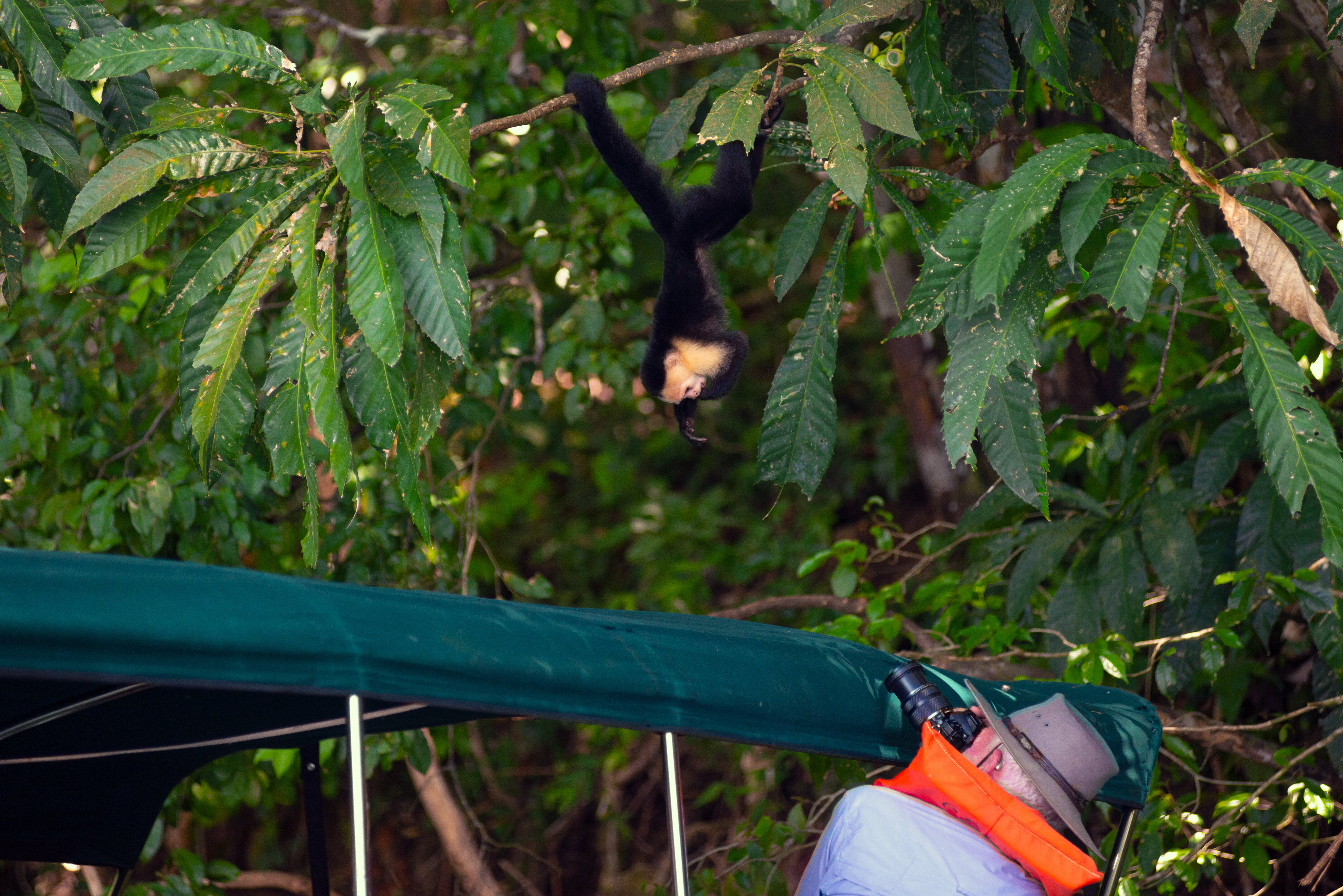 Want to See Monkeys and Sloths in Central America? Get on a Boat