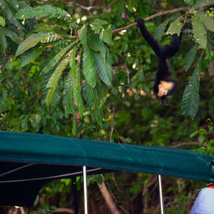 photographer shooting a hanging monkey up close in central america