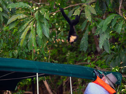 photographer shooting a hanging monkey up close in central america