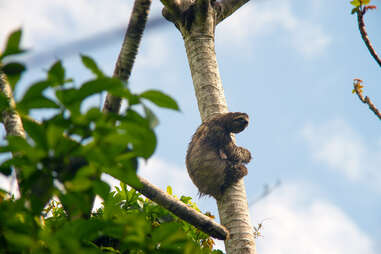 sloth in tree tops in costa rica national park