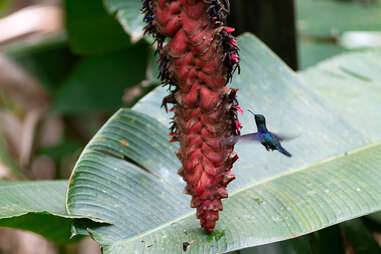 hummingbird feeding on flowers of a heliconia plant in manuel antonio national park costa rica