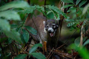 howling white-nosed coatimundi in costa rica in the bushes