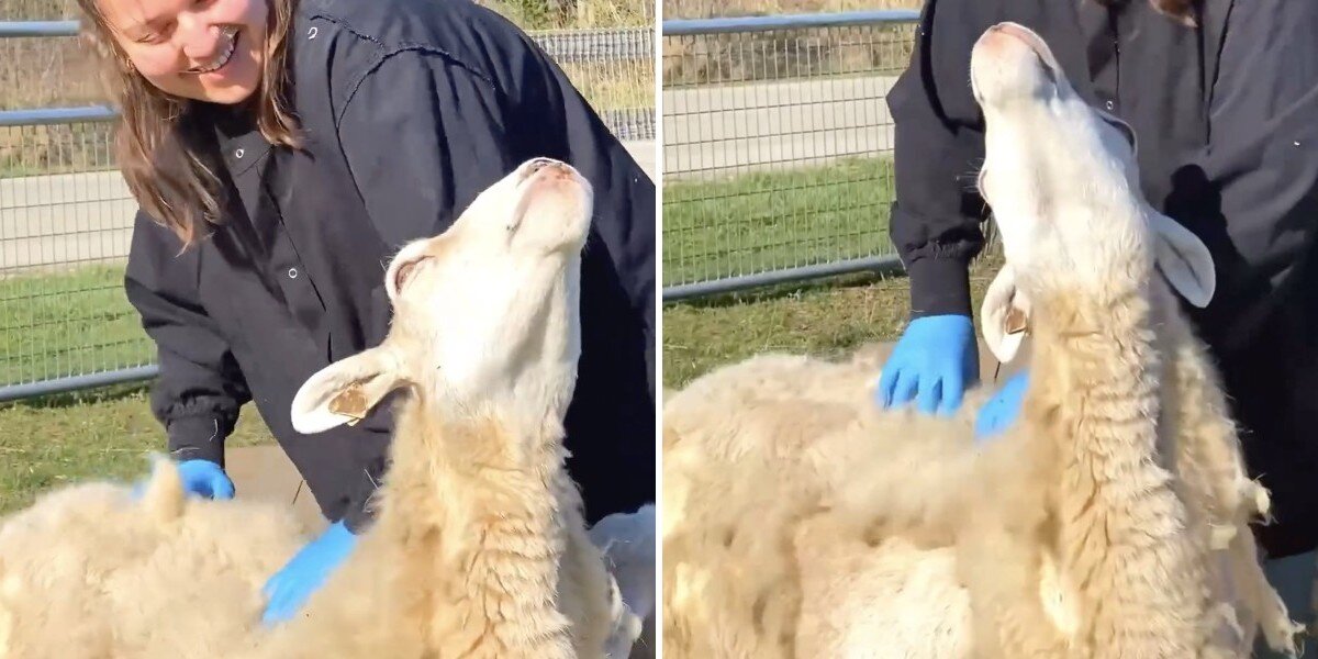 Rescued Sheep Melts When She Receives Special Massage For Mother's Day ...