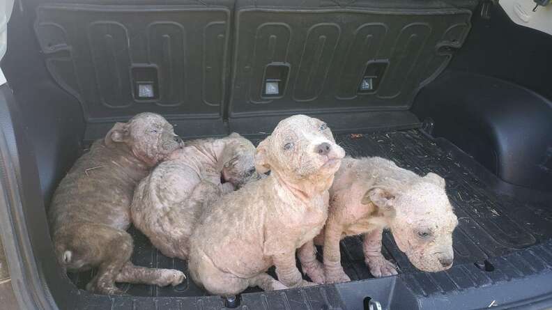 abandoned puppies