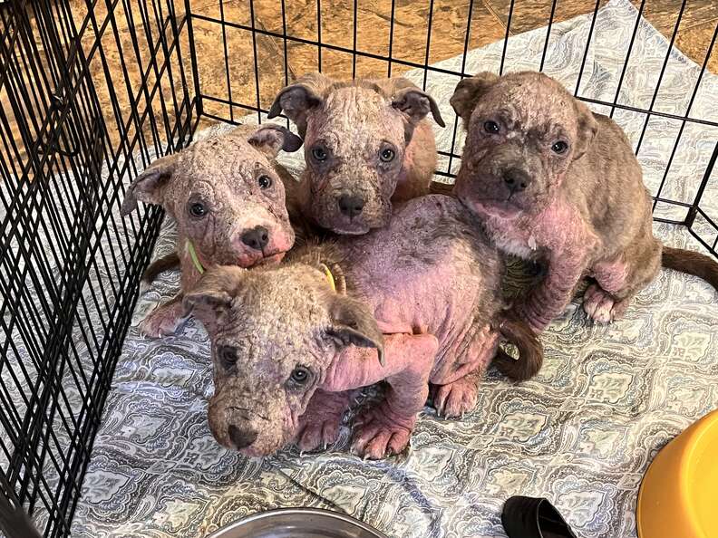 abandoned puppies