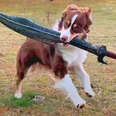Sword Fighting Dog's Special Sword Breaks! 