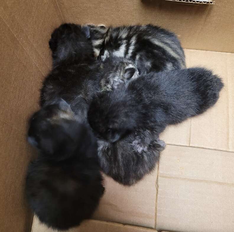 kittens in box 