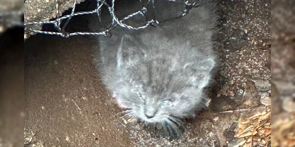 Kitten Stuck In Storm Drain Cries Out For Help - The Dodo