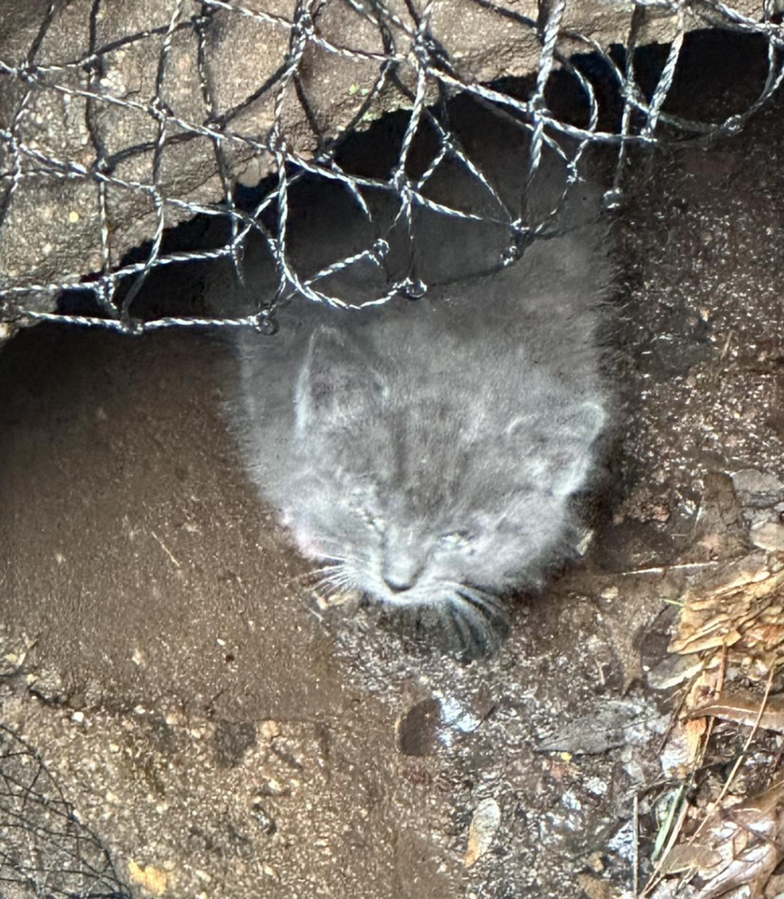 Kitten Stuck In Storm Drain Cries Out For Help - The Dodo