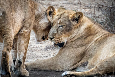 lions nuzzling inside gir national park india