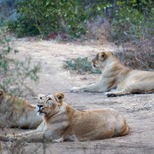 pride of lions gir national park india