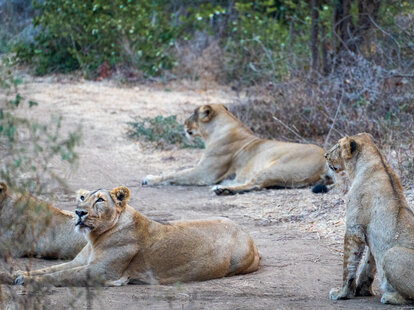 pride of lions gir national park india