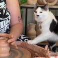 Cat Can't Get Enough Of Mom's Pottery Wheel