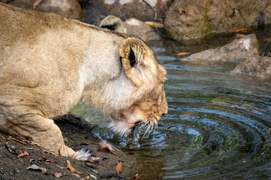 lion drinking water from a pool in gir national park india
