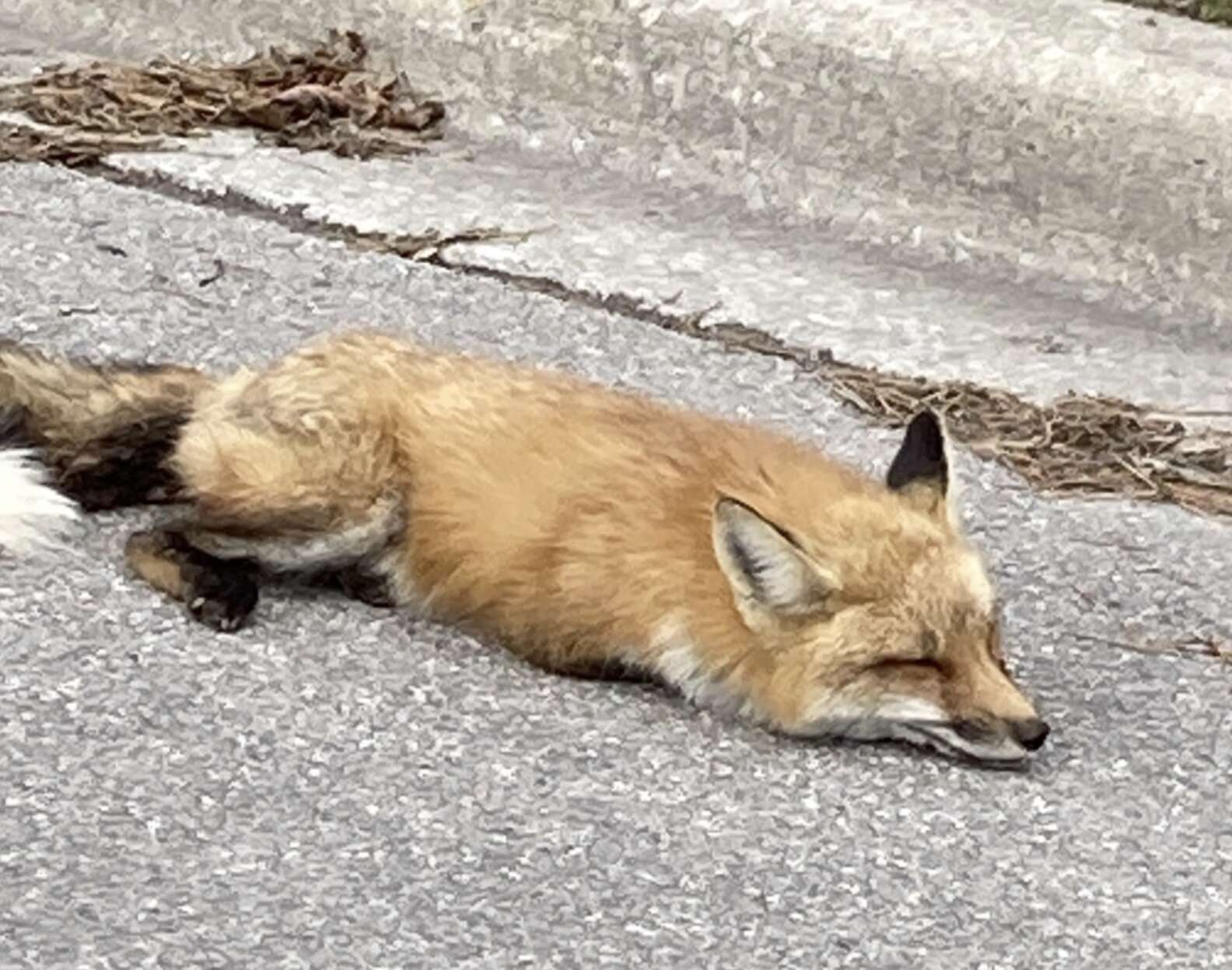 Fall Fox Dead 'Fainting' Fox Found Lying By Side Of The Road Shocks Rescue Team - The ...