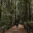 redwoods