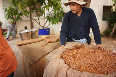 thailand cacao farmer siamaya