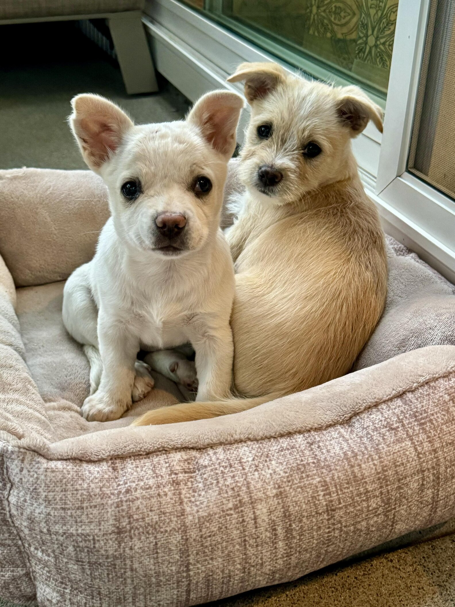 Rescuers Spot Dog Tied To Laundry Basket — Then Notice Tiny Eyes ...